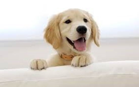 Picture of Puppy Happiness Program Support (Monthly)