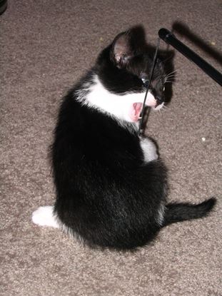 Picture of ABC Cat Expert - Personal Training Support (Monthly)