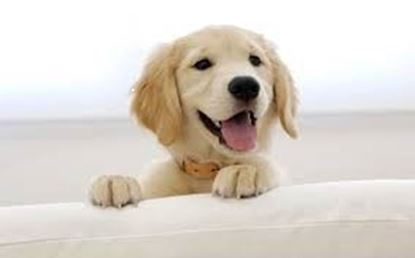 Picture of Puppy Happiness Protocol, ABC Faith Peterson, first month with trainer support